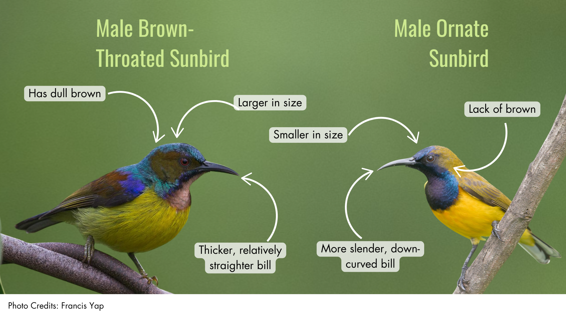 Male Brown-Throated Sunbird or Male Ornate Sunbird
